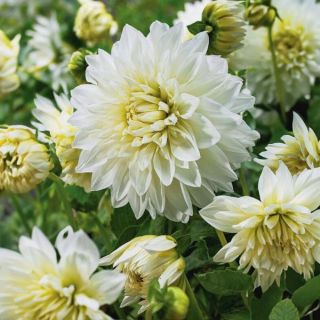 White Perfection Dahlia Thumbnail